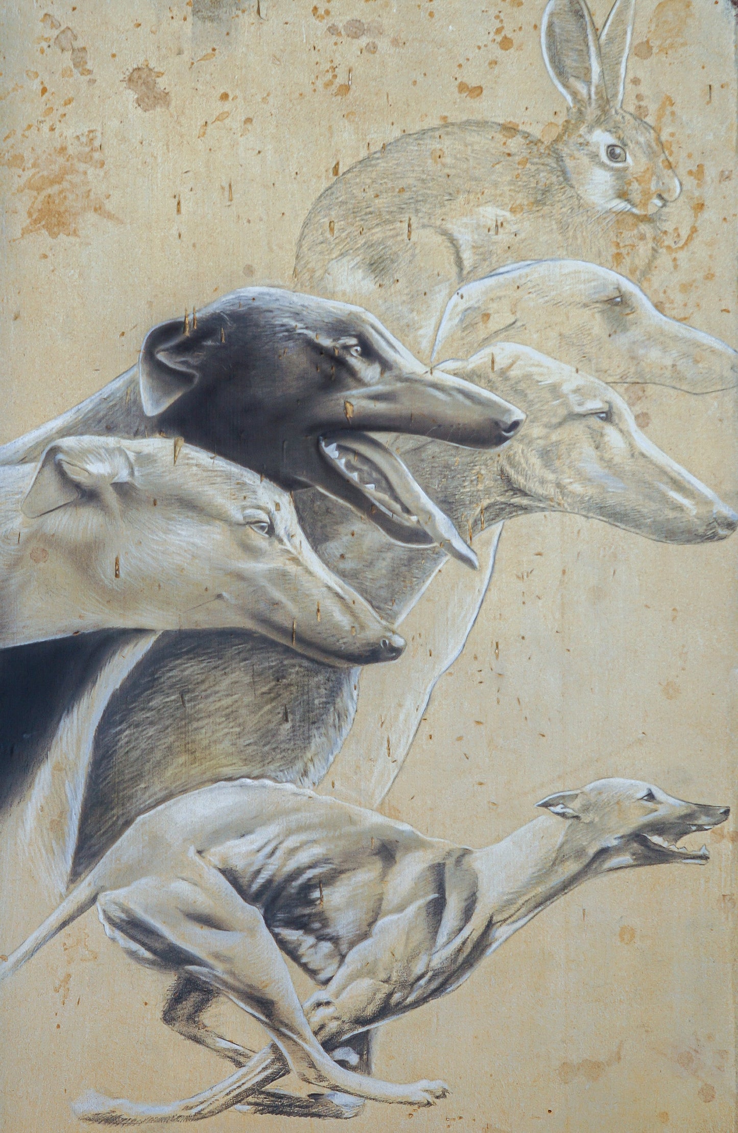 Greyhounds
