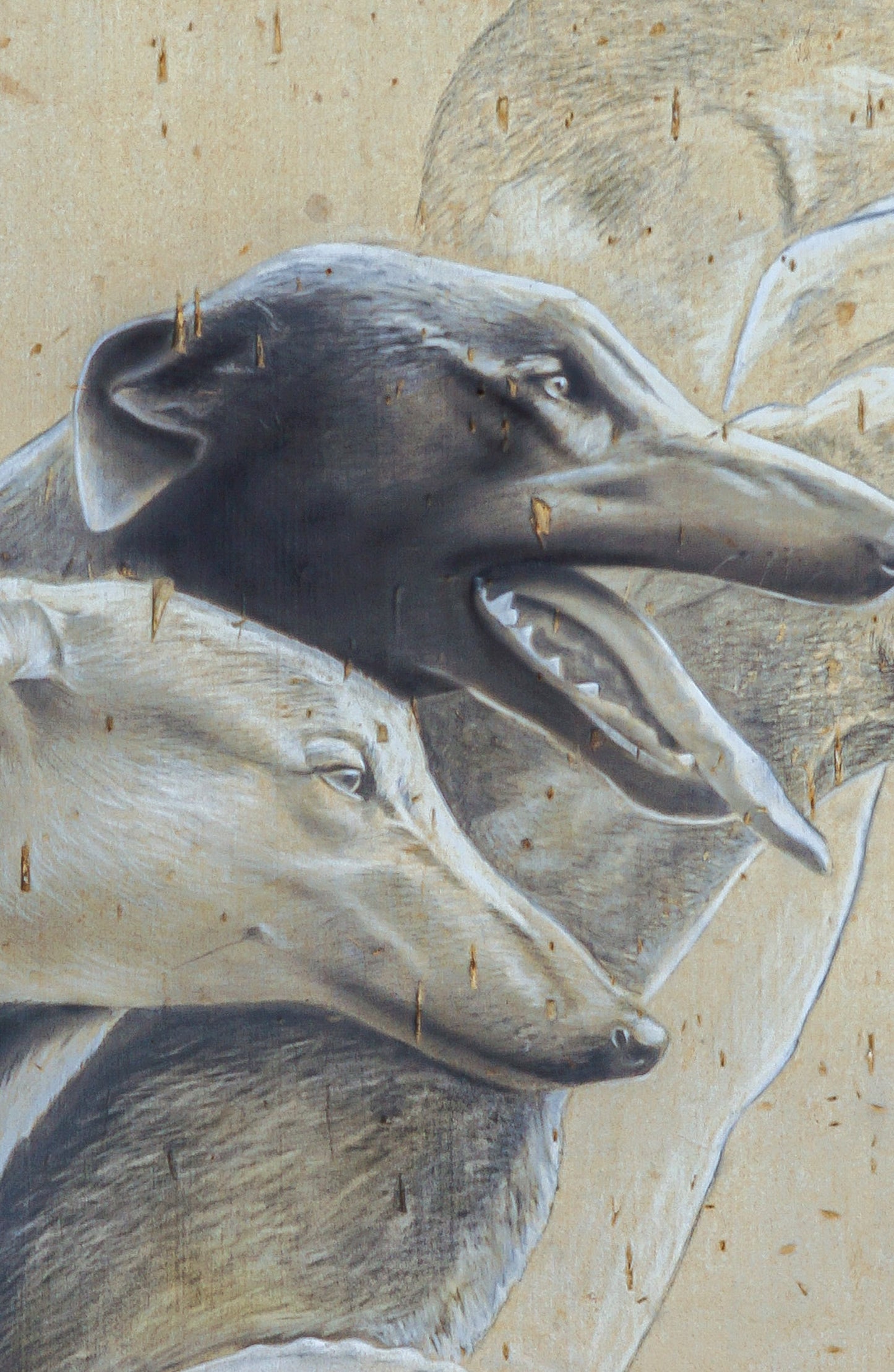 Greyhounds