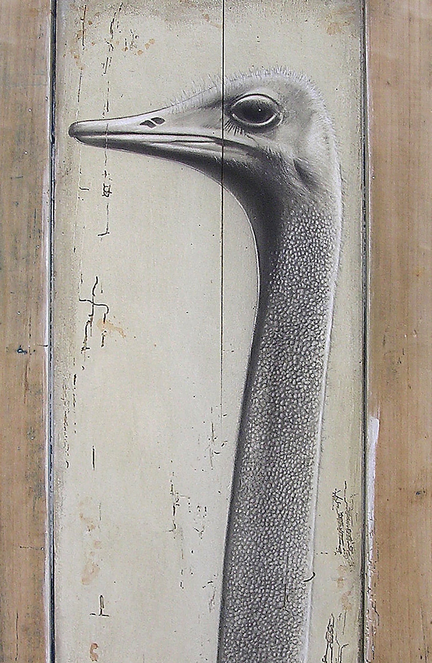 The Ostrich