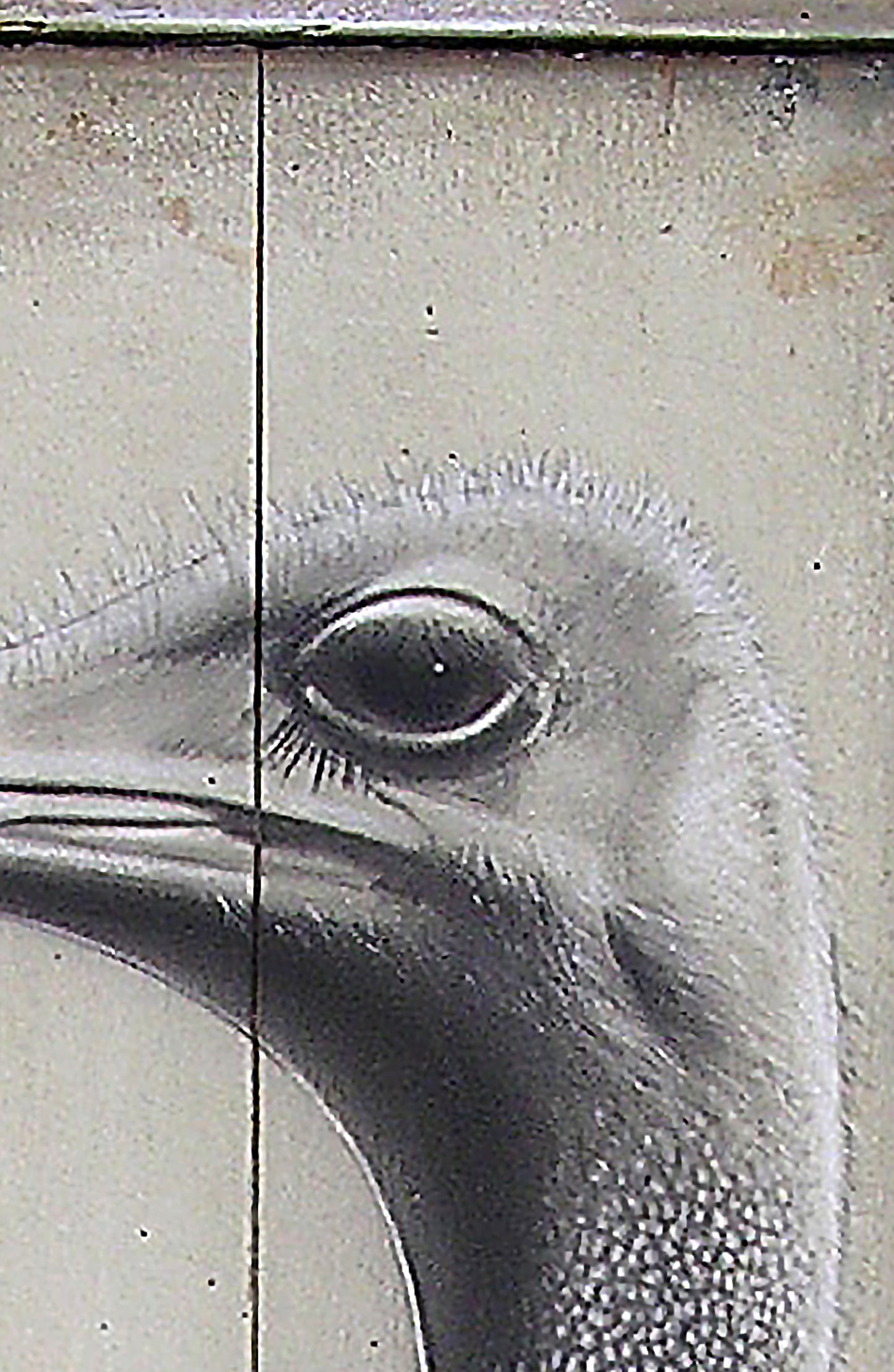 The Ostrich