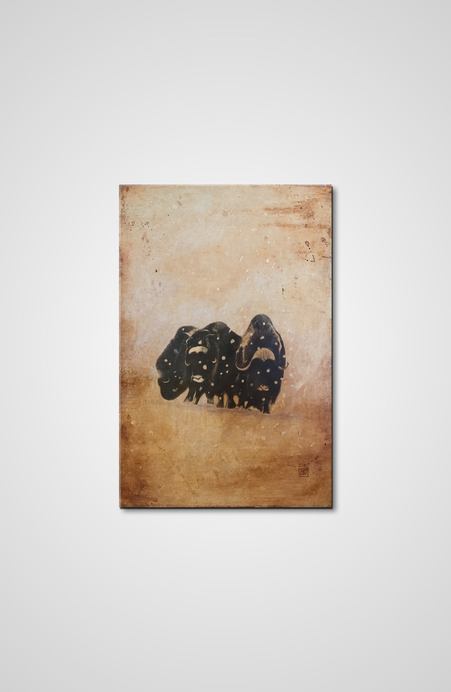 Musk Oxen