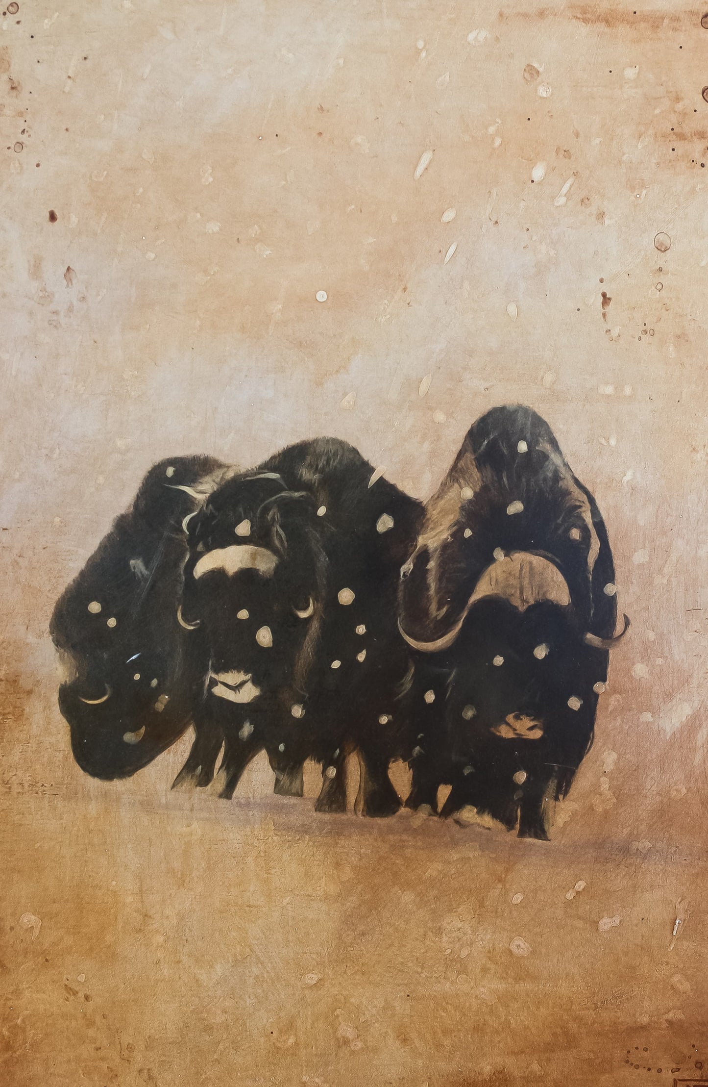 Musk Oxen