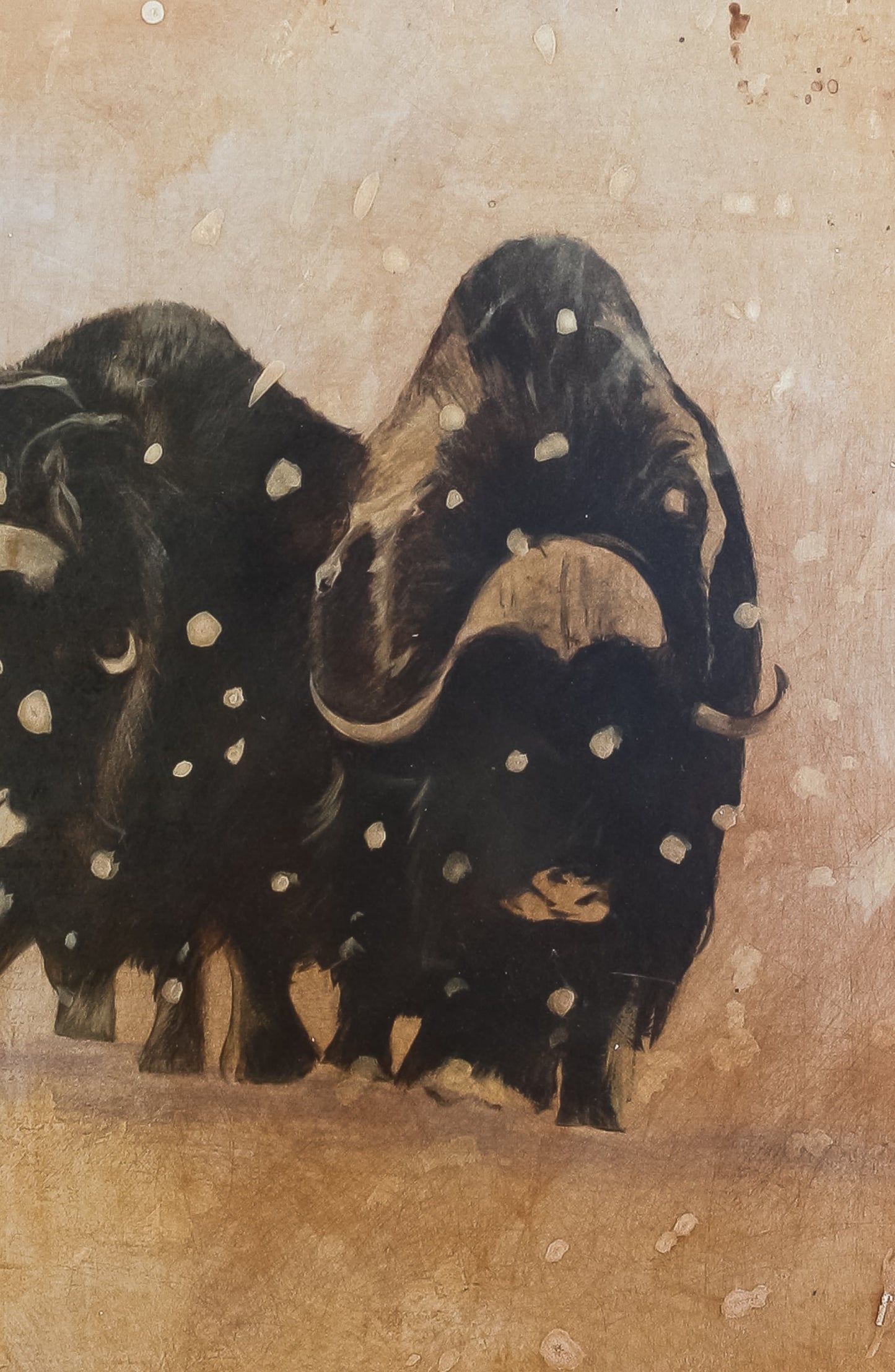 Musk Oxen
