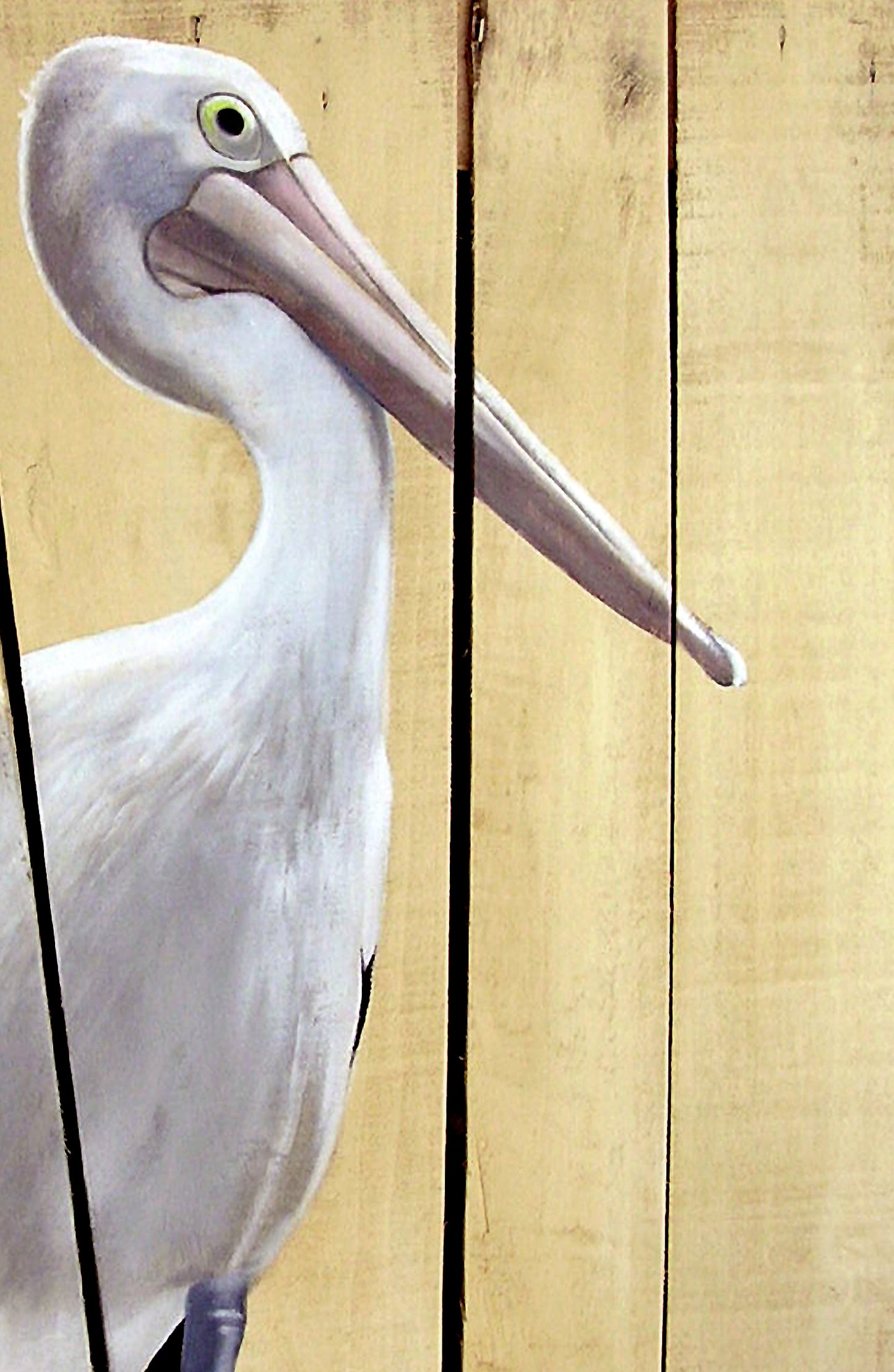 Pelican