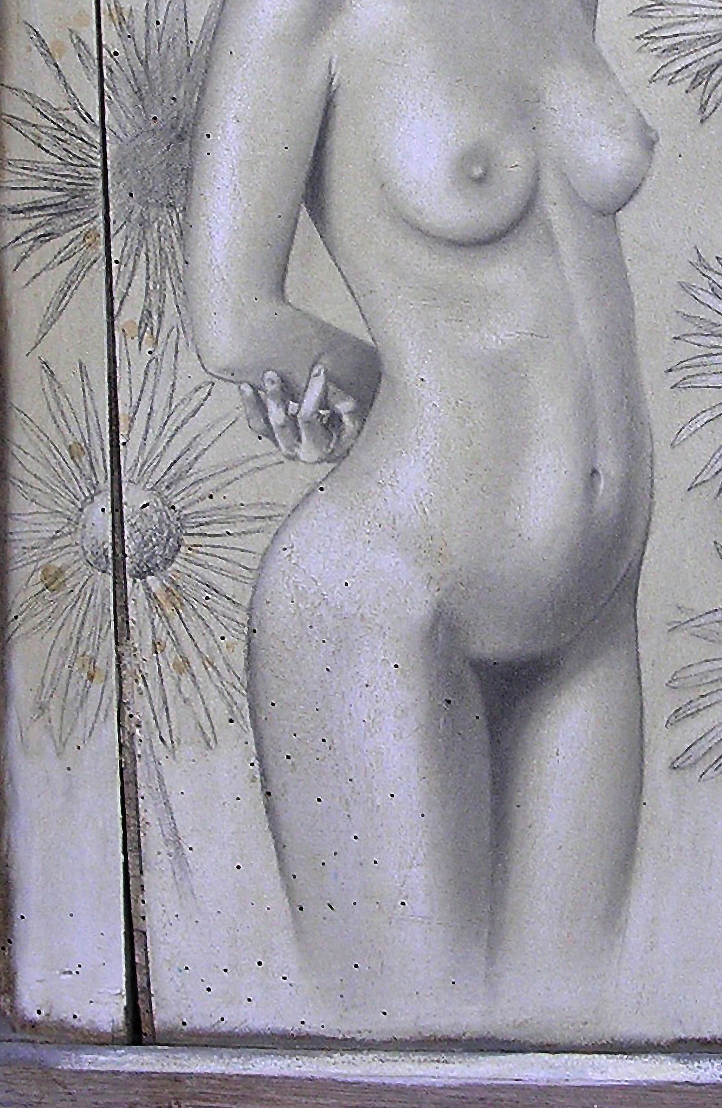 The dandelions