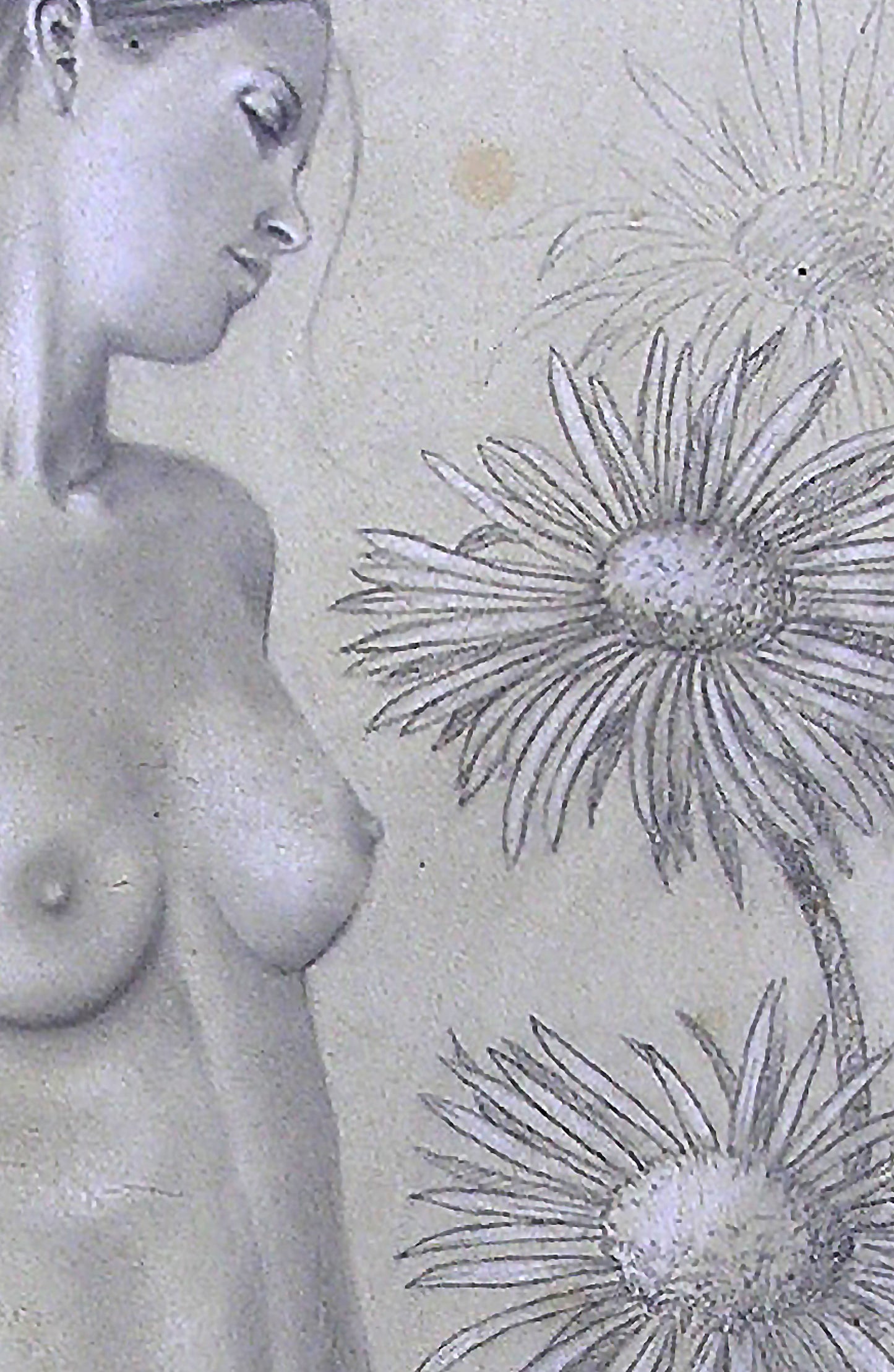 The dandelions