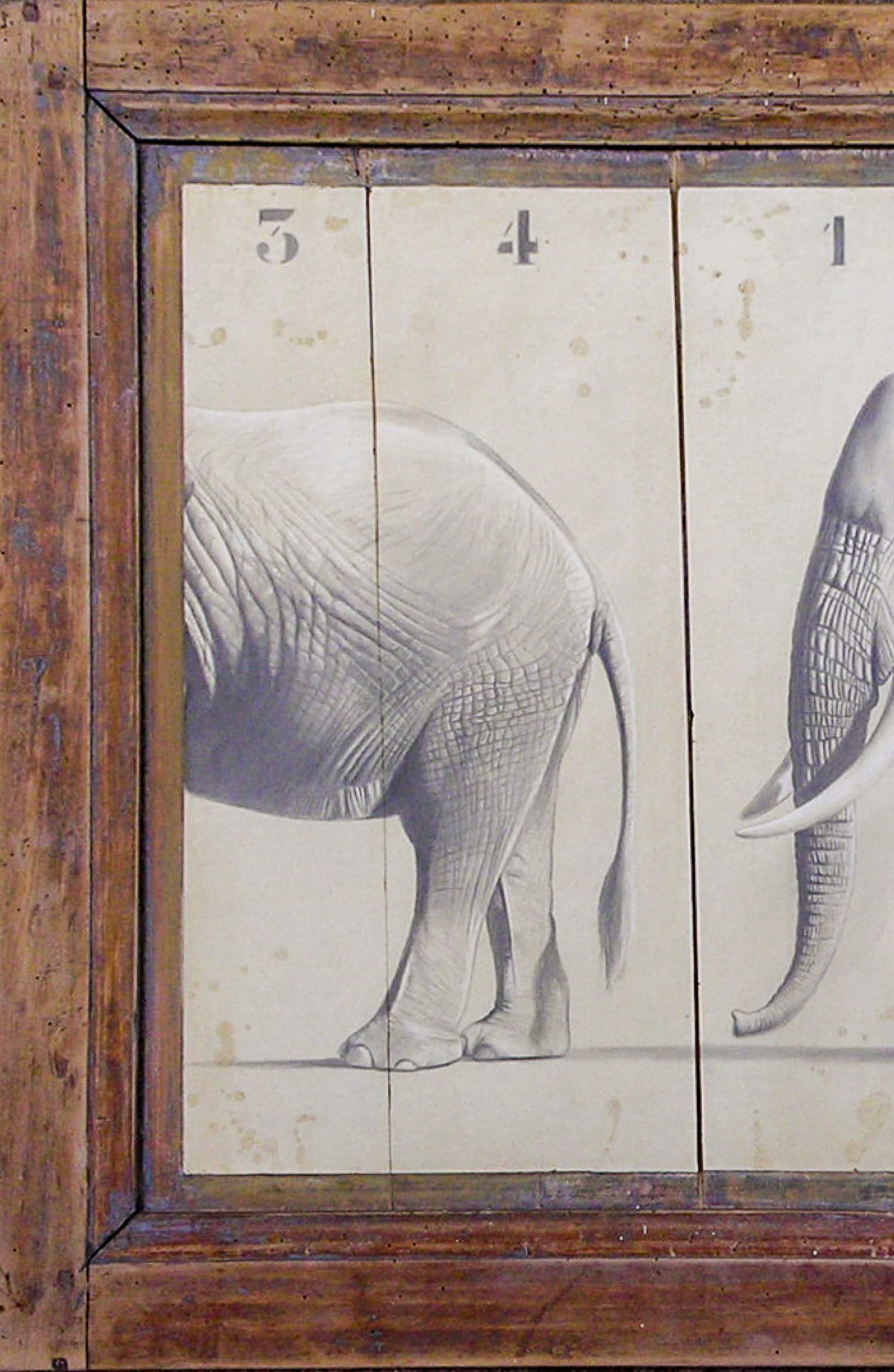 The Elephant