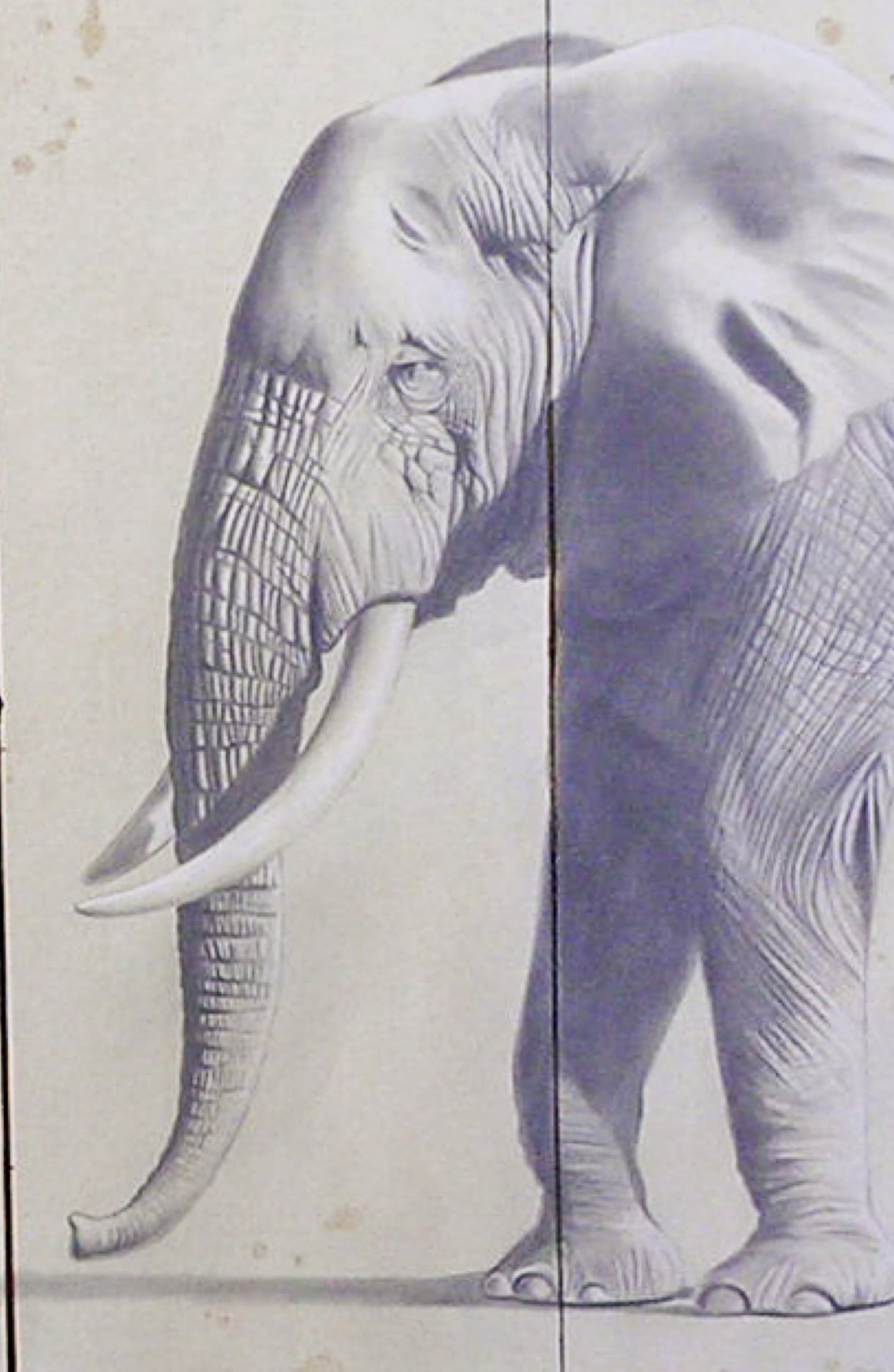 The Elephant