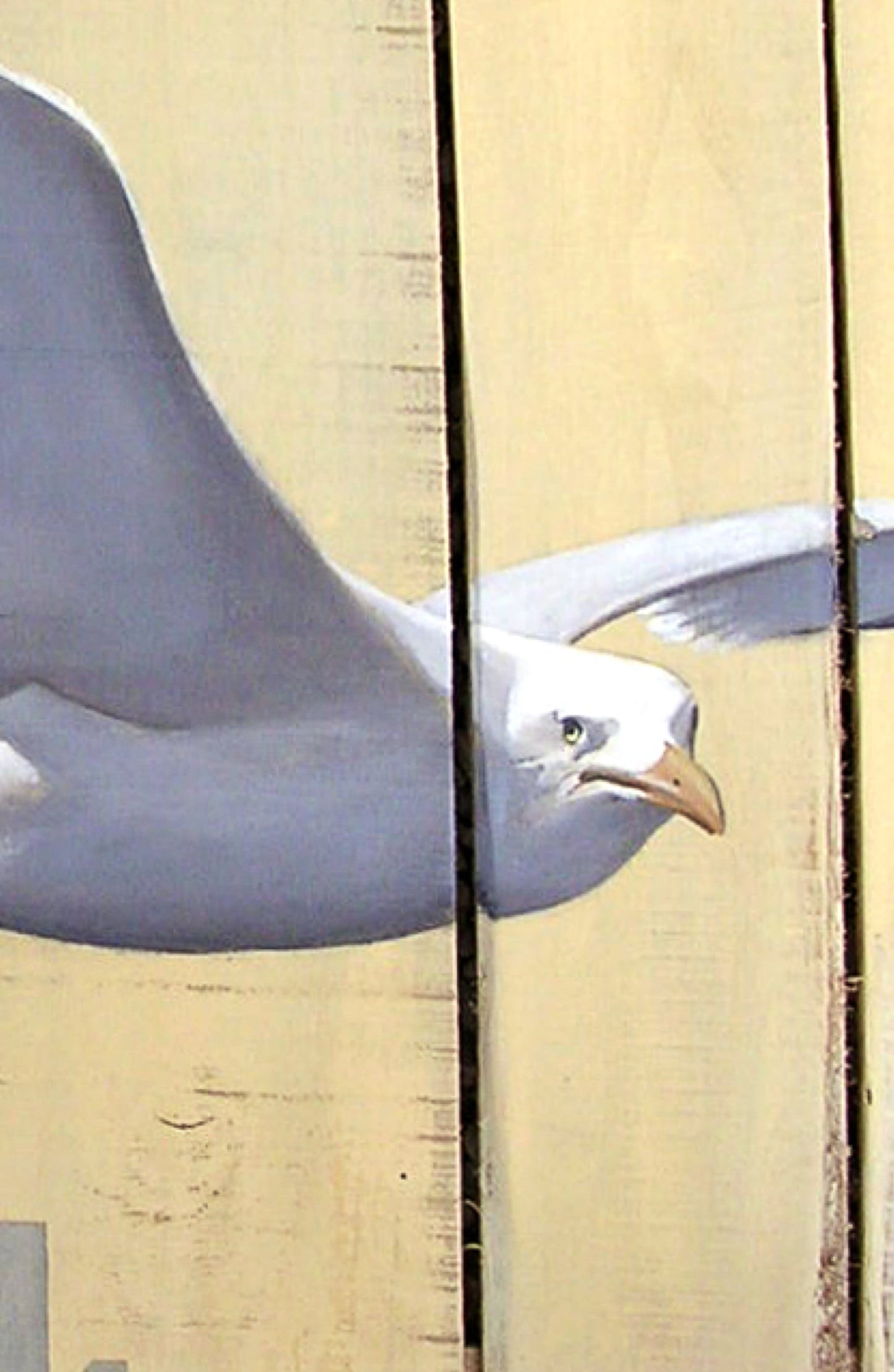 The flying seagul