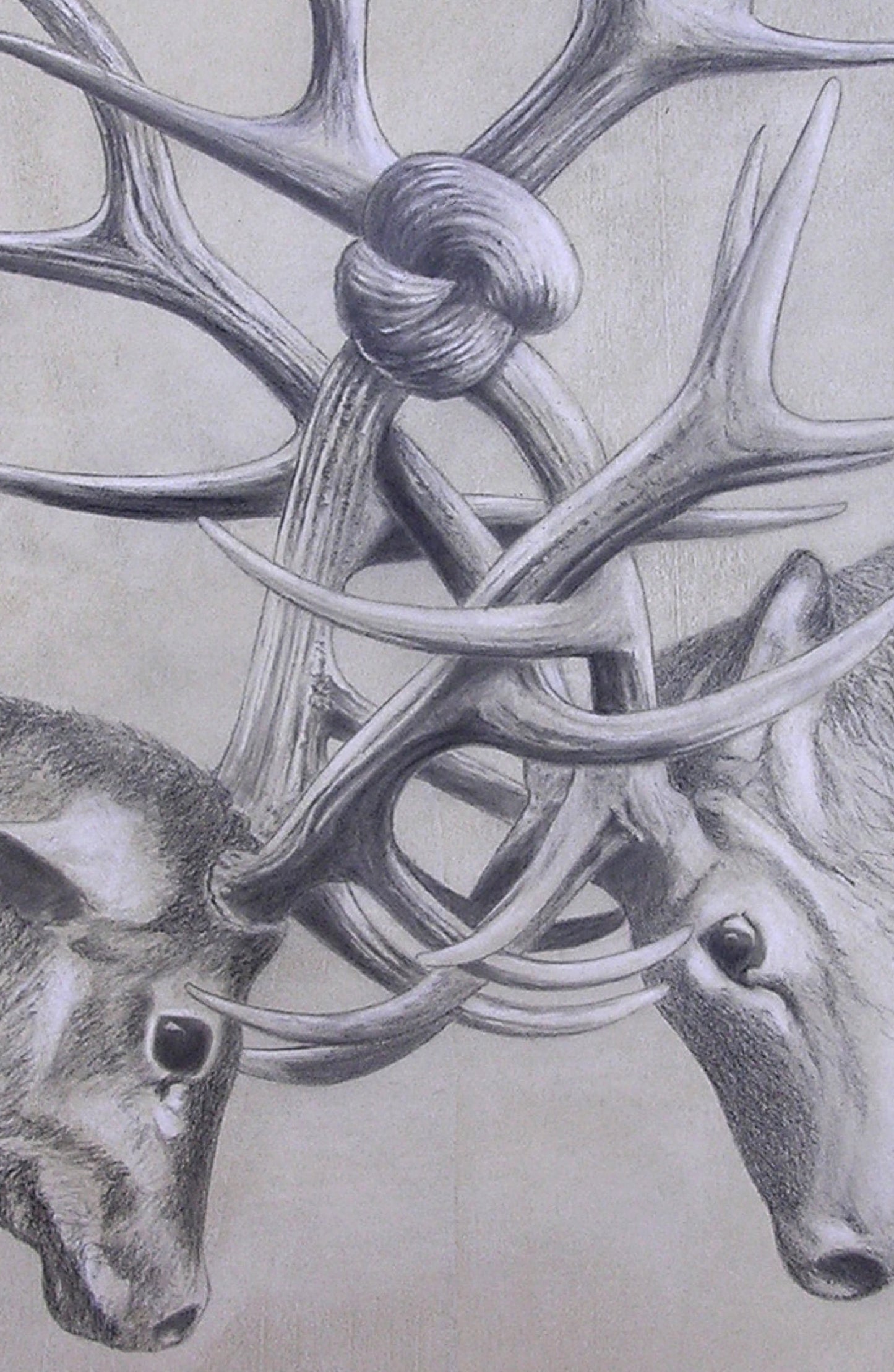 The knot