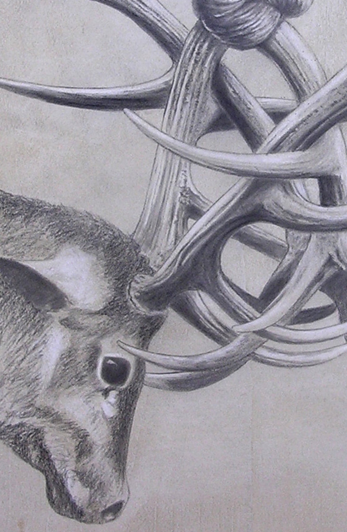 The knot