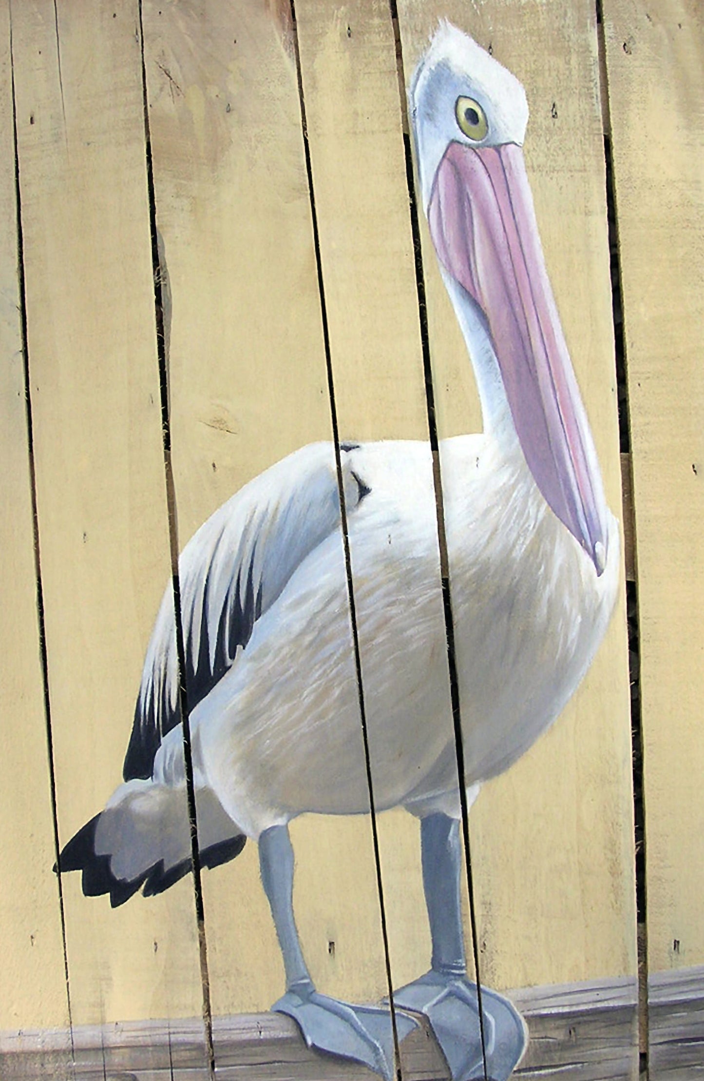 The Pelican