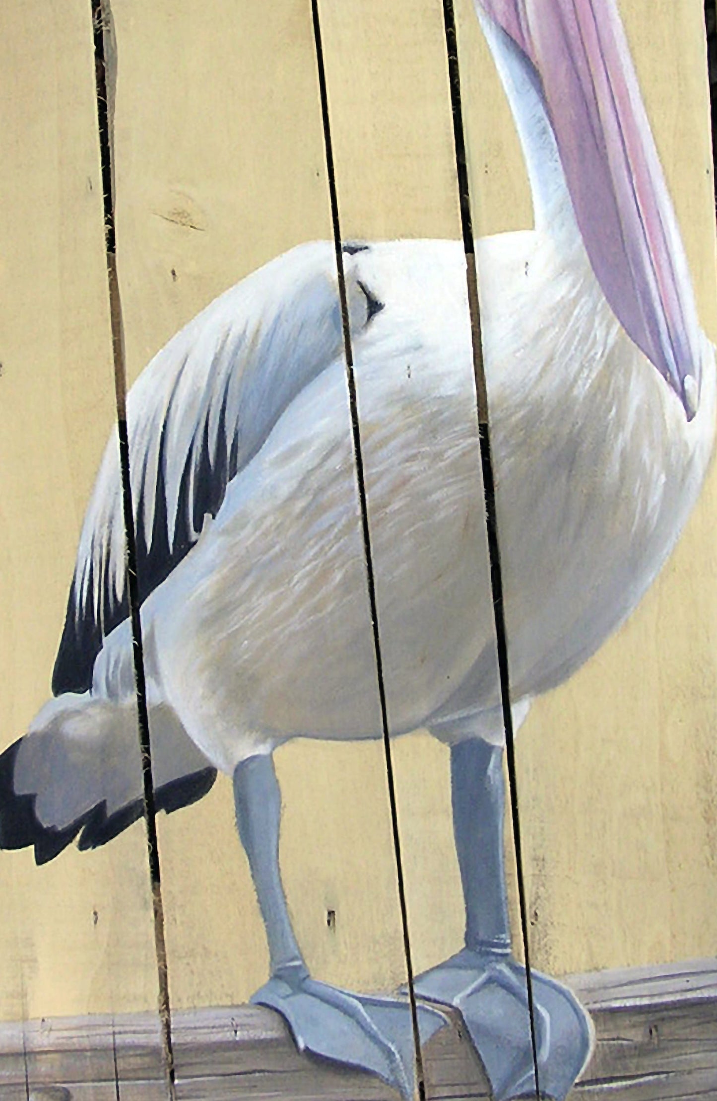 The Pelican
