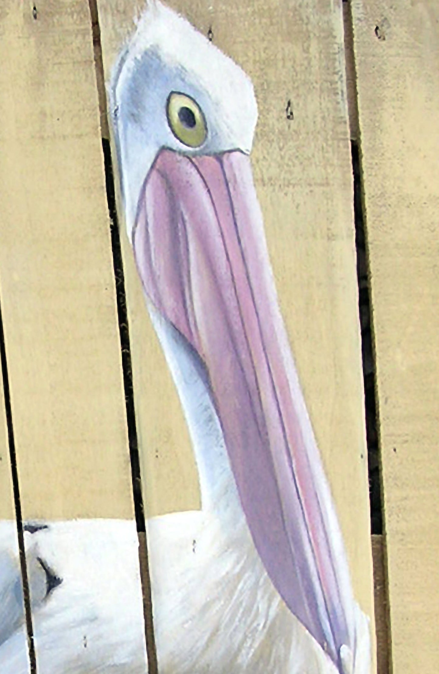 The Pelican