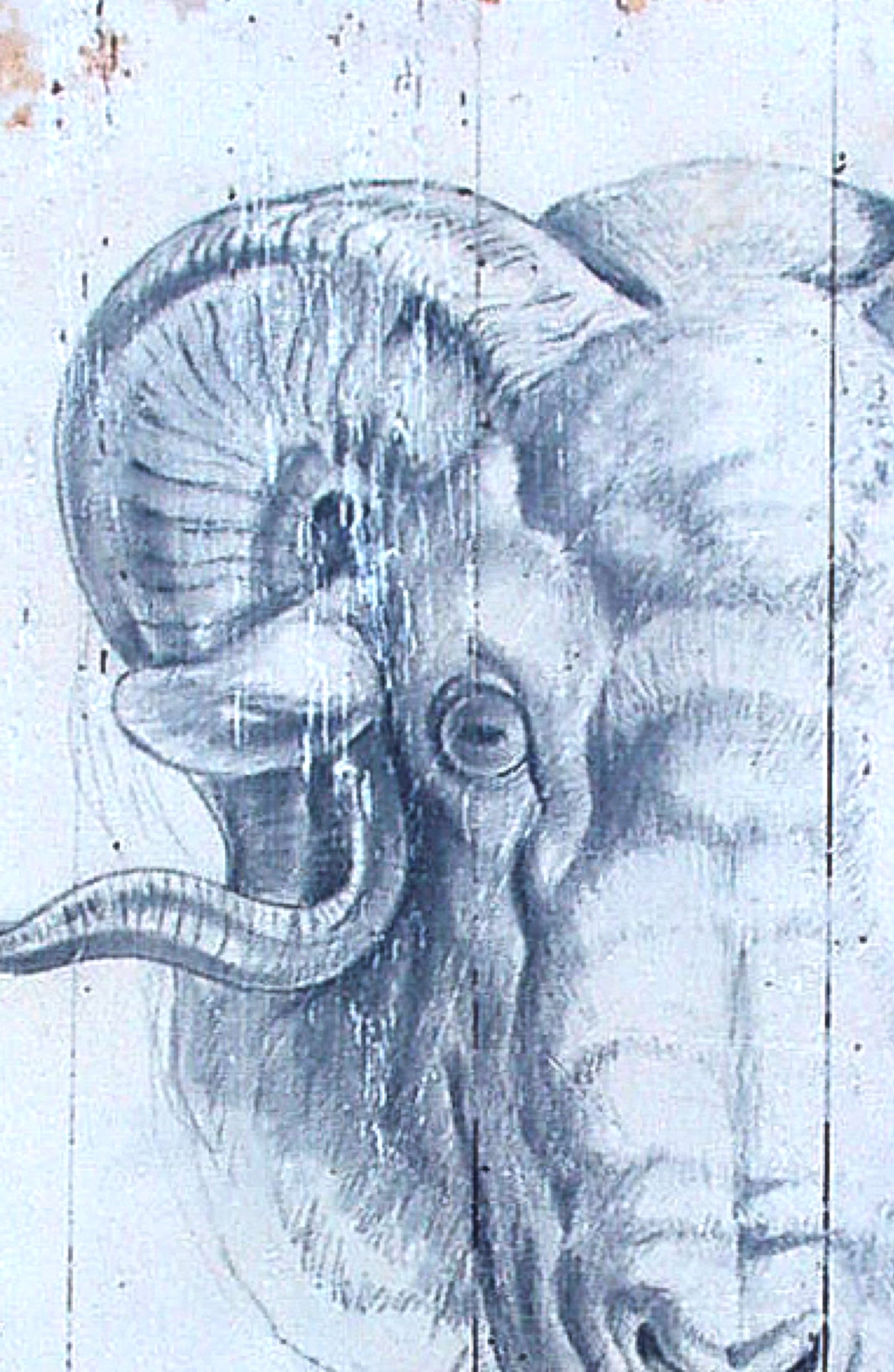 The Ram